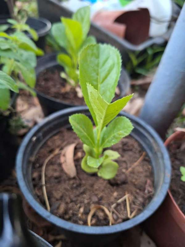 Sausage tree Seedlings