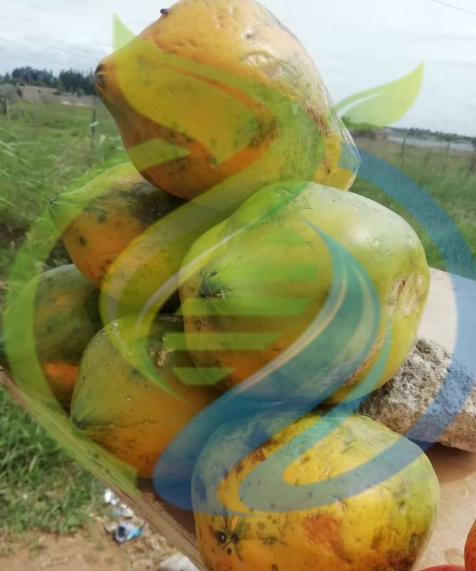 Mozambique Papaya seed
