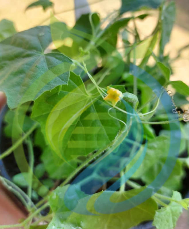 Cucamelon Plant