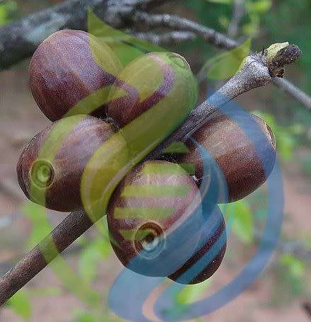 Coffee Tree - Racemosa