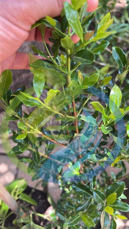 Coffee Tree - Racemosa