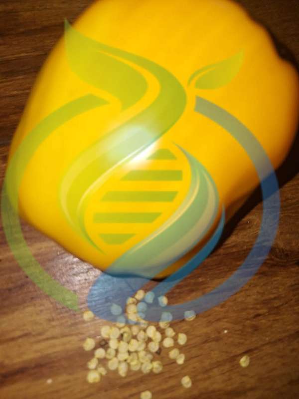 Yellow Pepper Heirloom seed