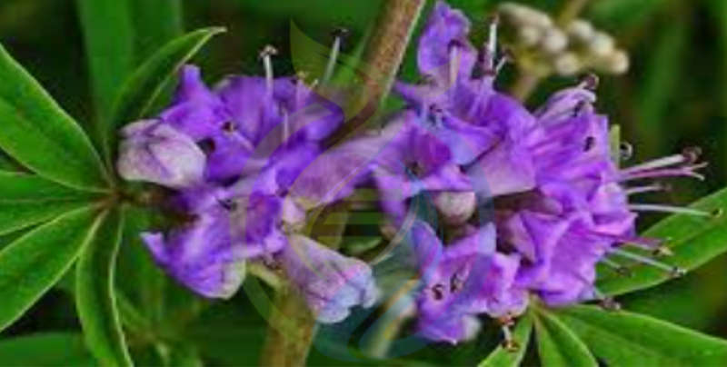 Chasteberry Seed