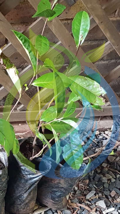 Green Tea Plant