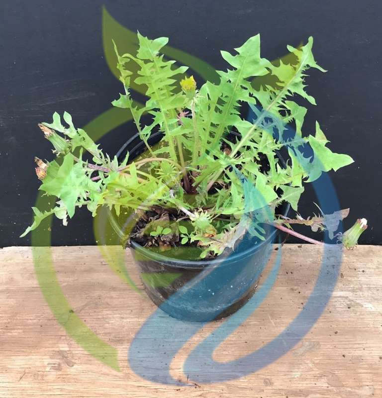 Dandelion Plant