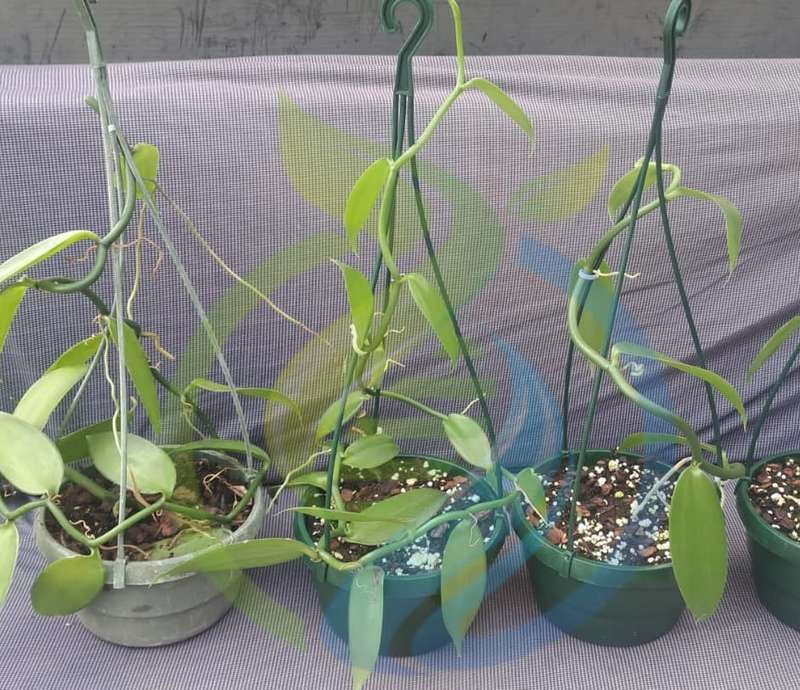 Vanilla Vine