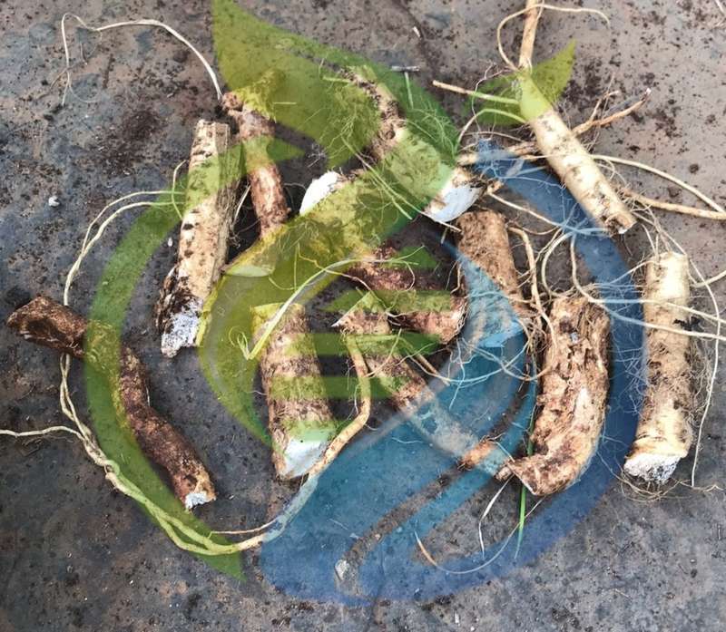 Horseradish Rhizome