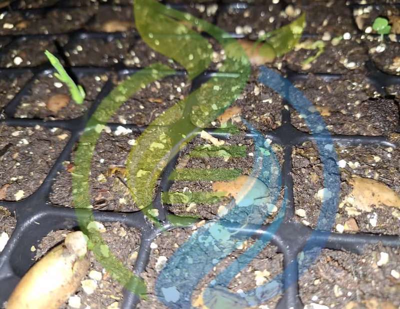 Germination Mix