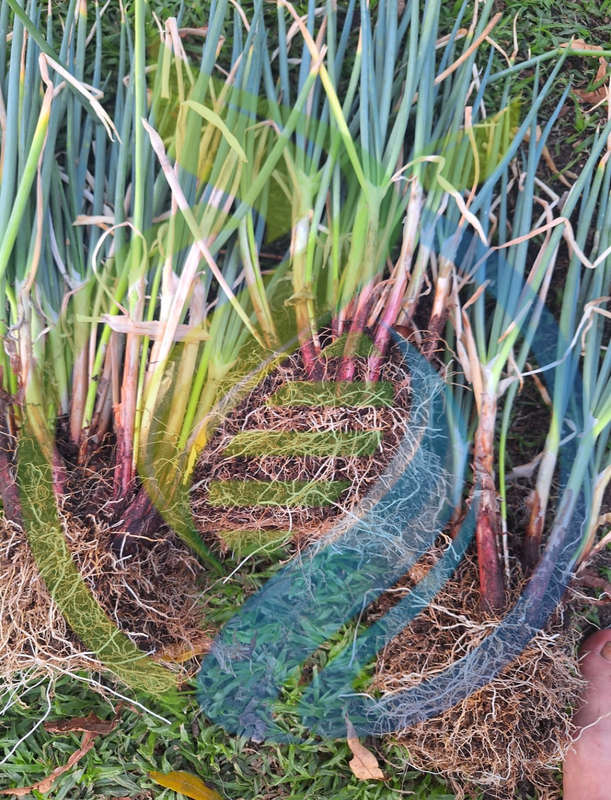 Shallot Onion Bunch