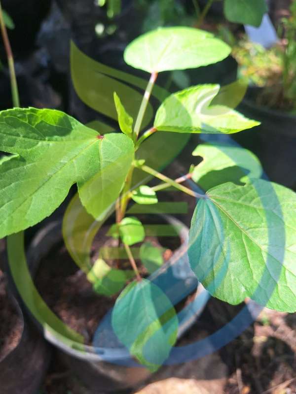 Roselle Hibiscus Plant