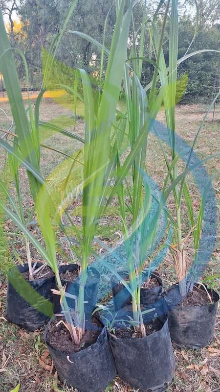Sugarcane Plants