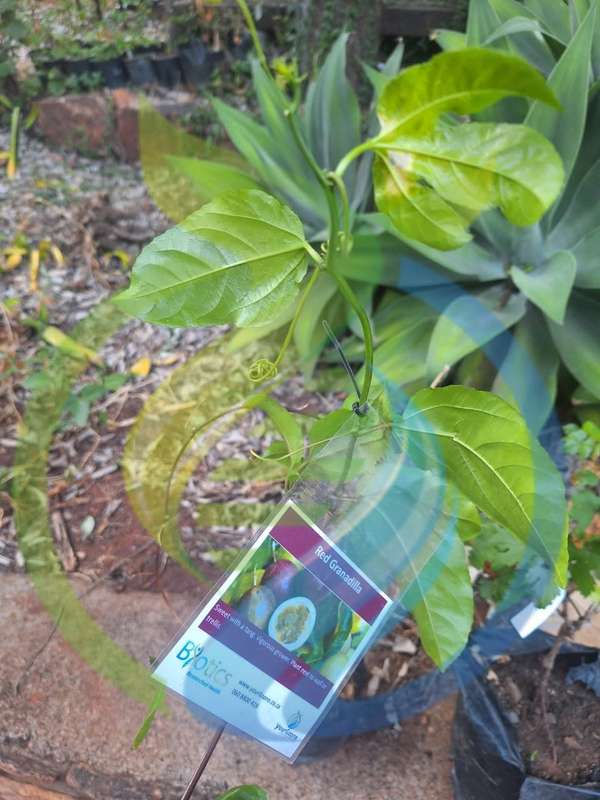 Granadilla Plant
