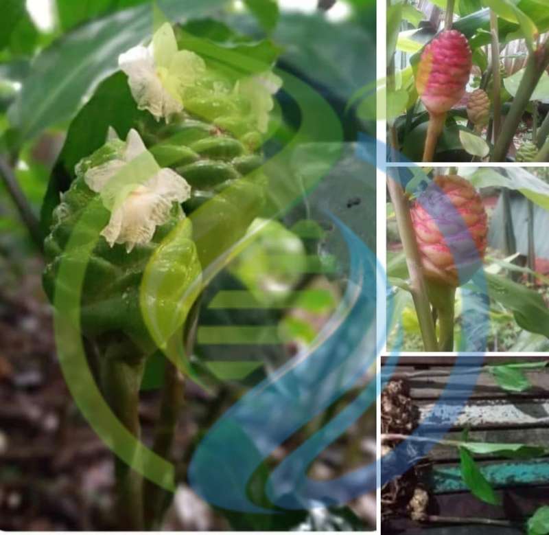 Shampoo Ginger Rhizome