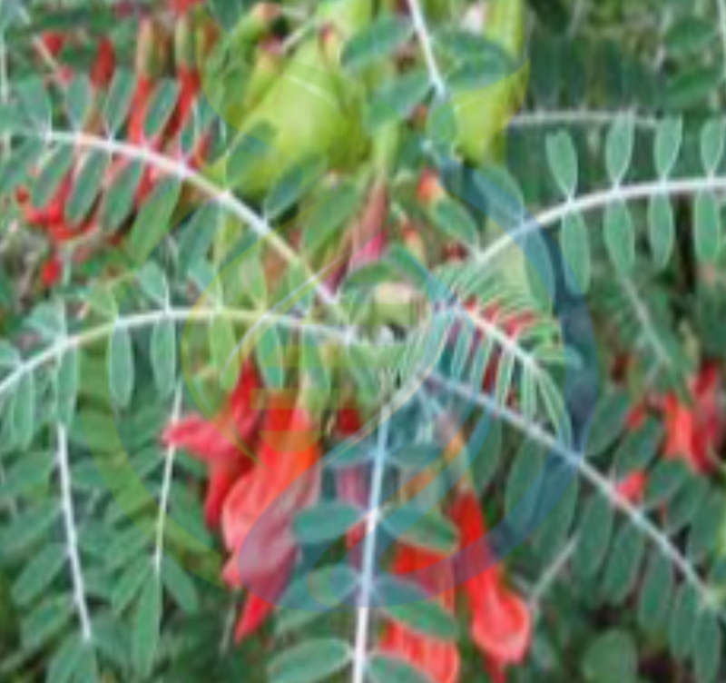 Cancerbush plant