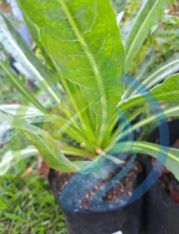 Chicory Coffee Plant