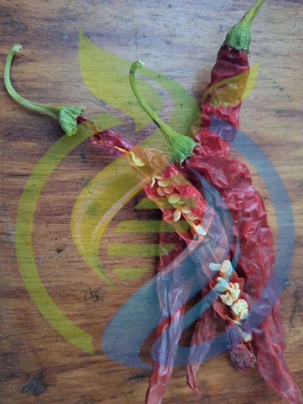 Cayenne Chilli Seeds