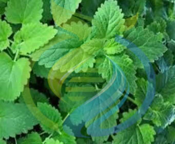 Catnip seed