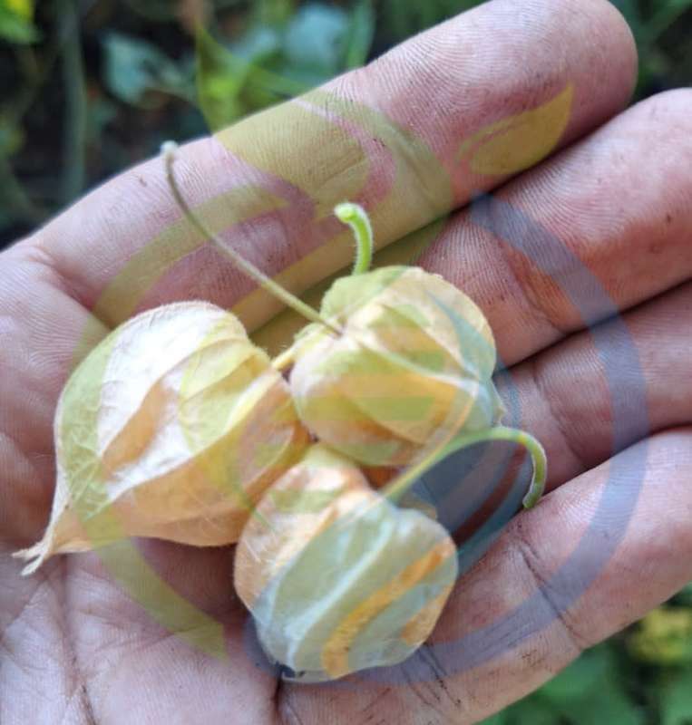 Cape Gooseberry Seed