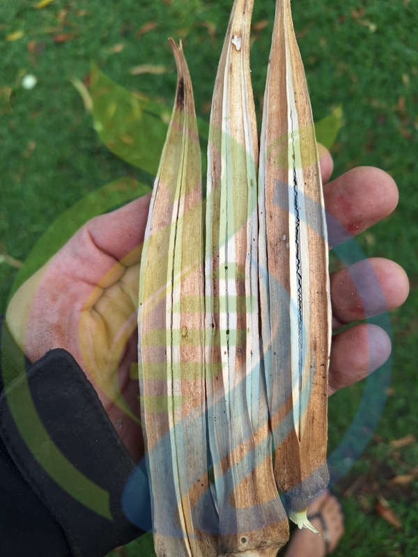 Okra seed