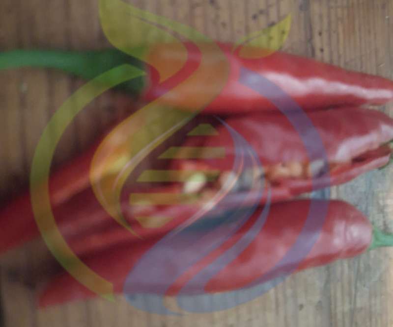 Serrano Chilli Seed