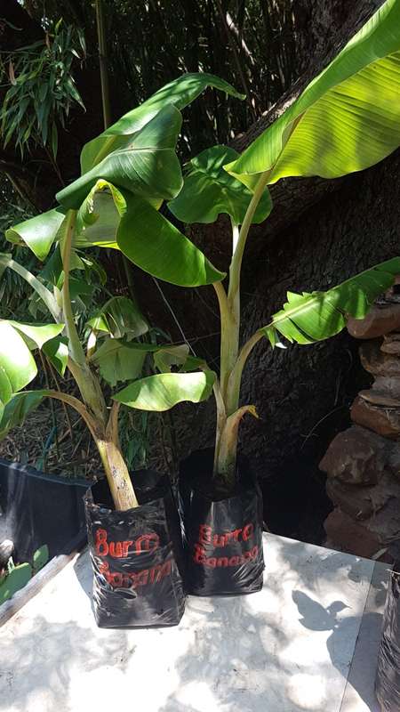 Burro Banana Plant