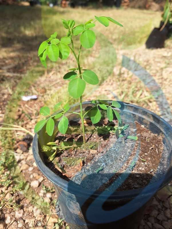 Moringa Seedling