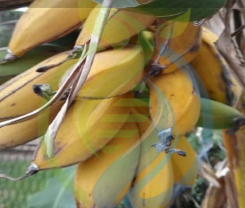 Burro Banana Plant