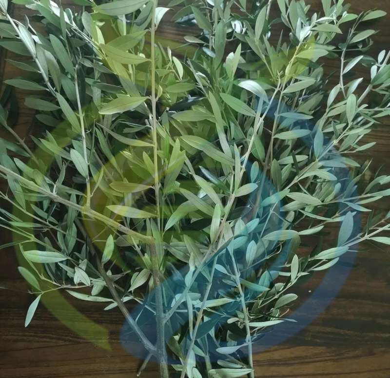 Olive Branches