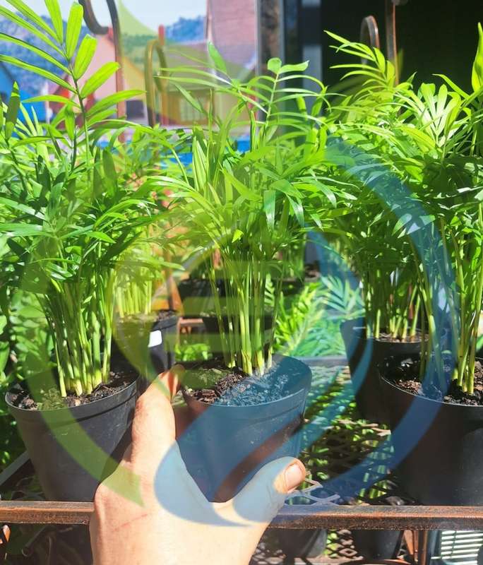 Lovepalm