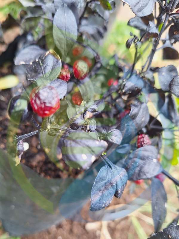 Black Pearl Chilli Seed