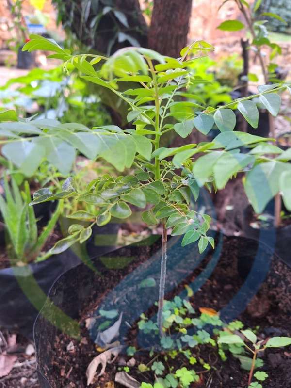 Curry Leaf Trees