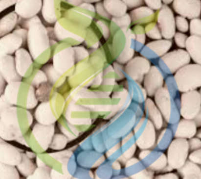 Cannellini Bean seeds