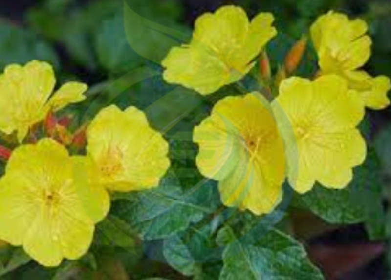 Evening Primrose Plant