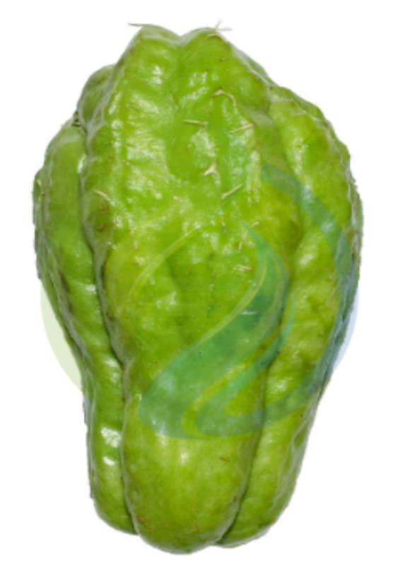 Chu Chu plant