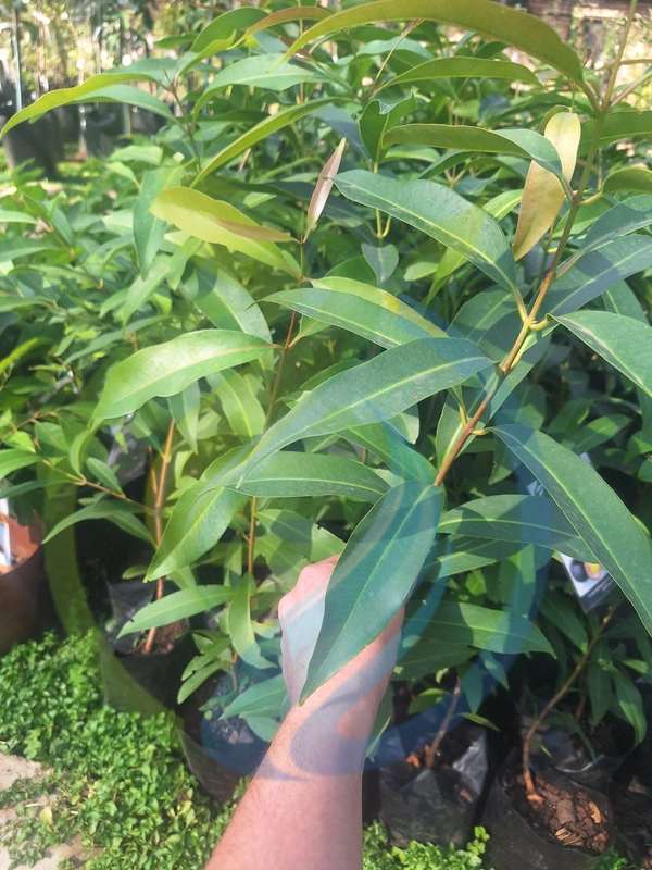 Java Plum Tree