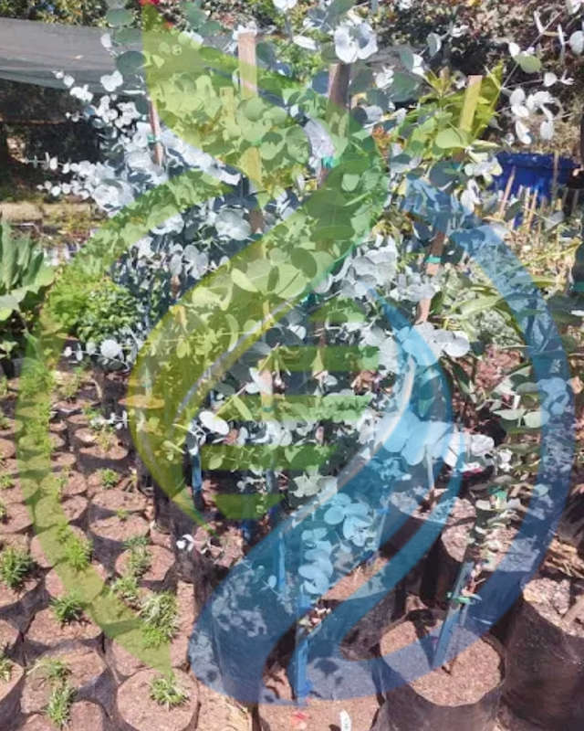 Eucalyptus tree