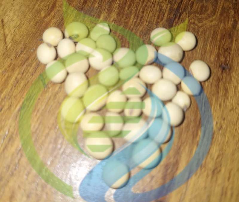 Soya Bean seed