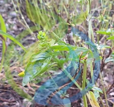 Basil Genovese seed