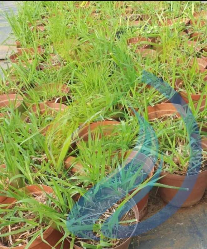 Russian Grass seed