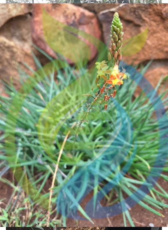 Orange Bulbine Frutescens