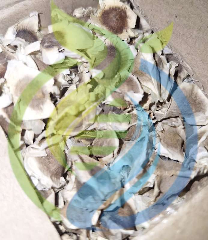 Moringa seeds