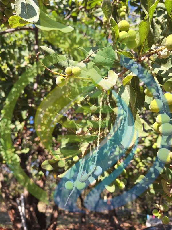 Jacketplum fruit seed