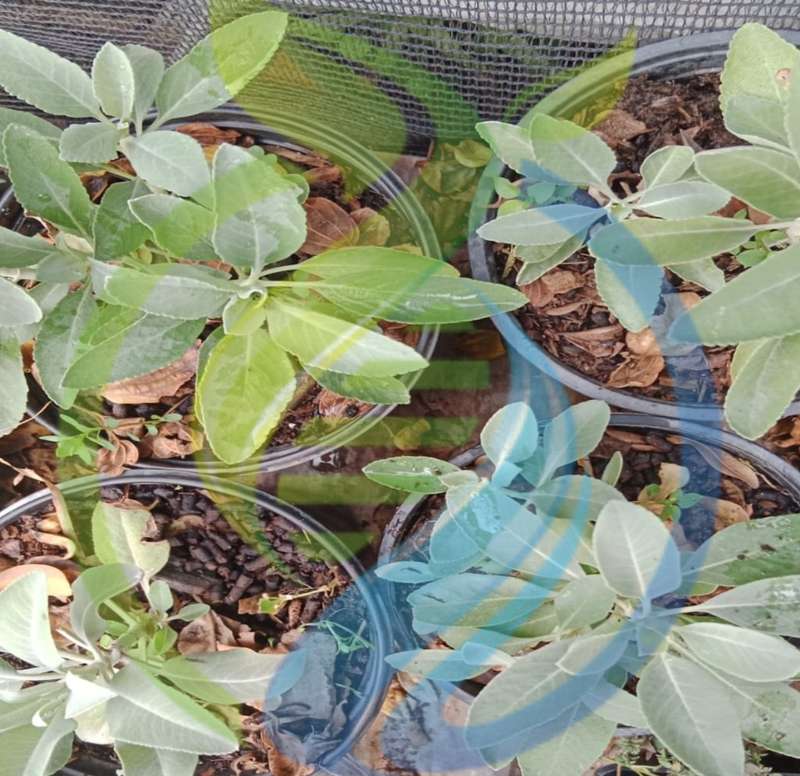 White sage seed
