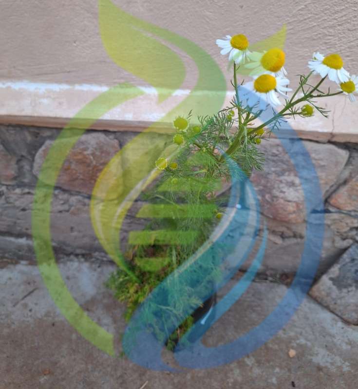 German Chamomile Plant