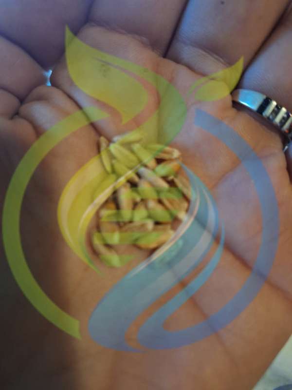 Spelt Wheat Grain seed