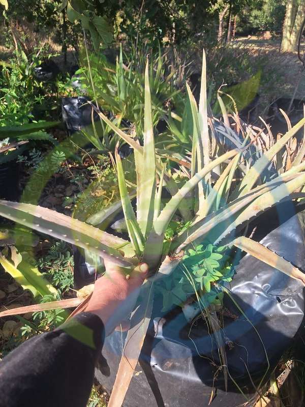Aloe Vera plant