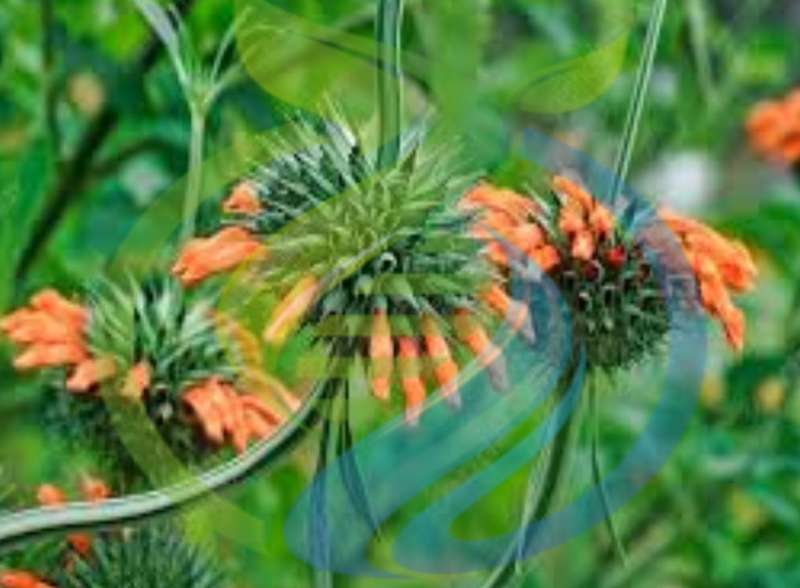 Lion`s Ear Seed