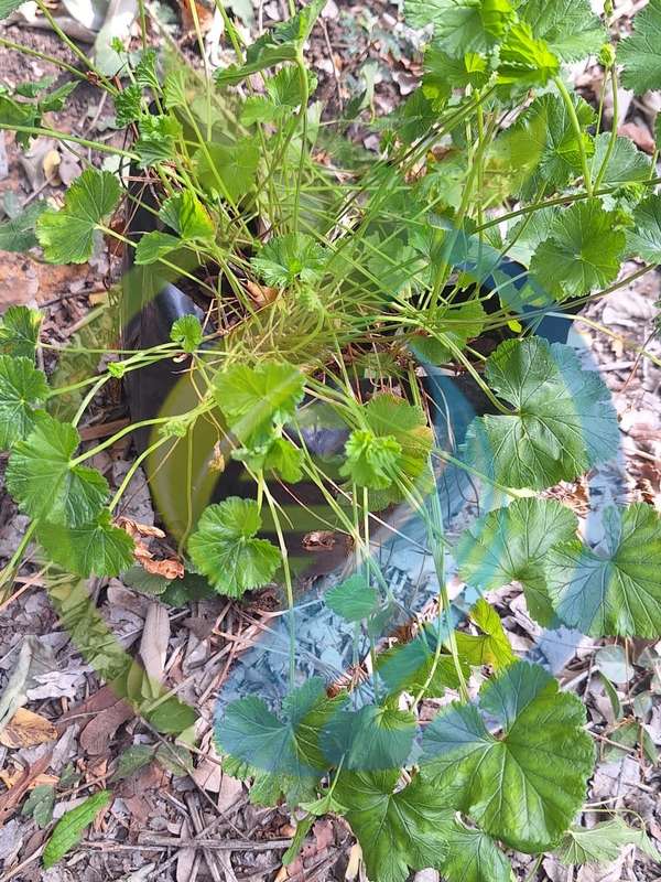 Coconut Scented Geranium Plant