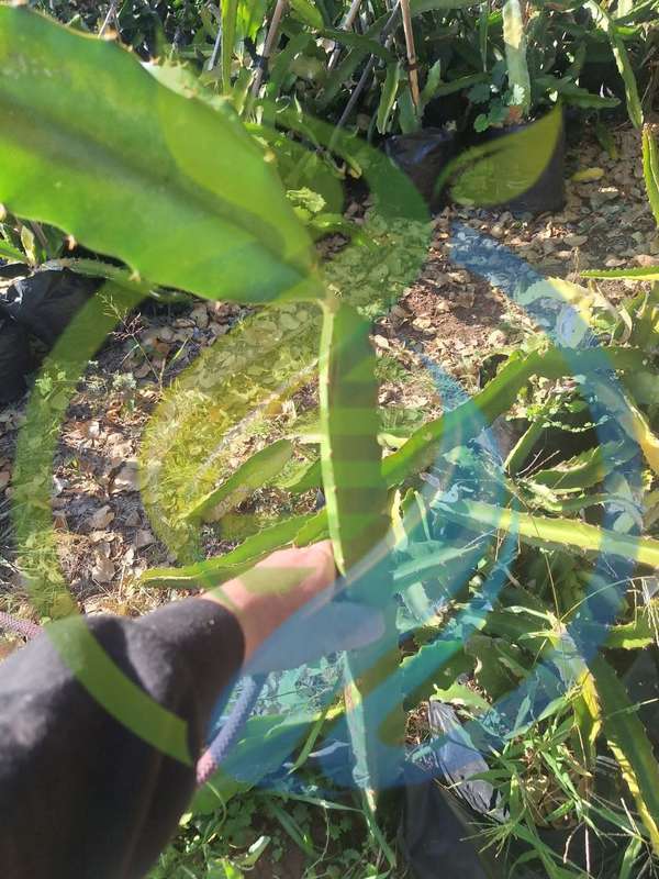 Rooted Red Jaina Dragon fruit