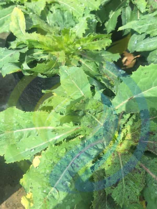 Wild Lettuce Plant